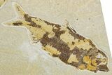 Plate of Two Fossil Fish (Knightia) - Wyoming #344728-1